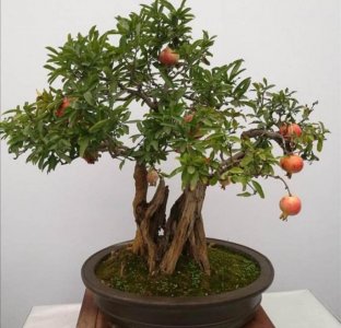 ​石榴养成漂亮的盆景，6个养护细节要做好，观赏性更佳