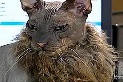 ​世界上最丑的猫叫什么名字（盘点丑出天际的十位喵星人）