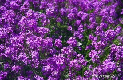 ​蓝香芥亮丽清新，花蓝紫淡淡香甜