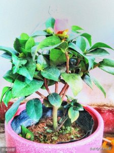 ​茶花掉光叶子不要扔，4步就能“起死回生”，来年依旧花满枝头