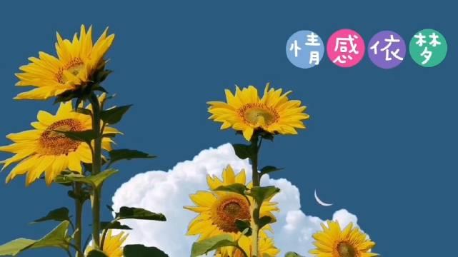 星辰大海未来可期的句子： 1、愿你眼里总有星辰与大海……