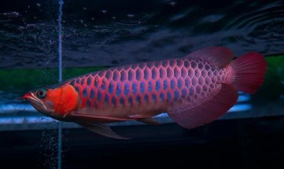 ​2023世界十大名贵观赏鱼排名！