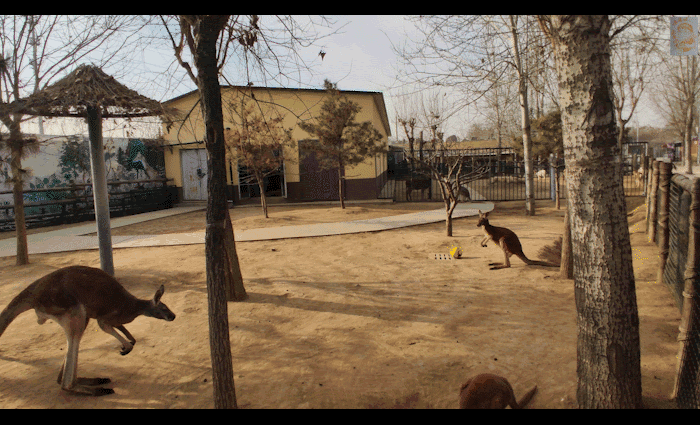 牧羊犬扑咬（袋鼠打趴拳手让女教练装死）(24)