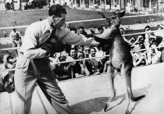 牧羊犬扑咬（袋鼠打趴拳手让女教练装死）(2)