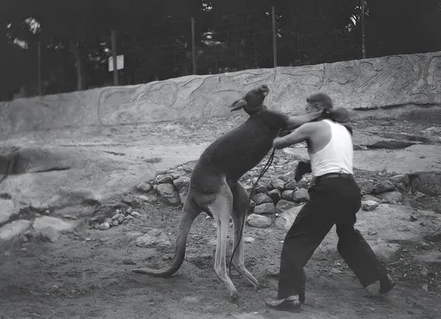 牧羊犬扑咬（袋鼠打趴拳手让女教练装死）(3)