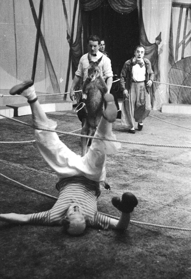 牧羊犬扑咬（袋鼠打趴拳手让女教练装死）(18)