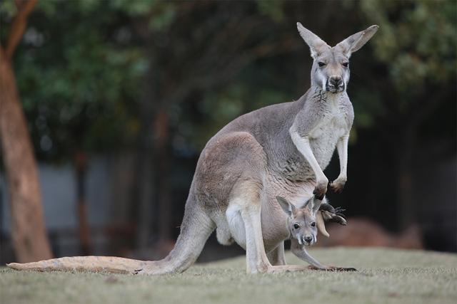 牧羊犬扑咬（袋鼠打趴拳手让女教练装死）(15)