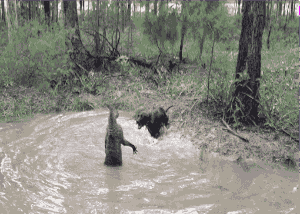 牧羊犬扑咬（袋鼠打趴拳手让女教练装死）(12)