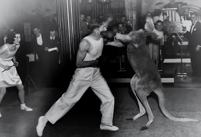 牧羊犬扑咬（袋鼠打趴拳手让女教练装死）(4)