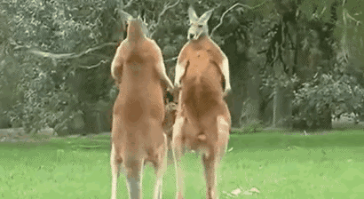 牧羊犬扑咬（袋鼠打趴拳手让女教练装死）(13)