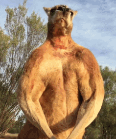 牧羊犬扑咬（袋鼠打趴拳手让女教练装死）(10)