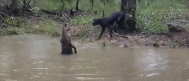 牧羊犬扑咬（袋鼠打趴拳手让女教练装死）(11)