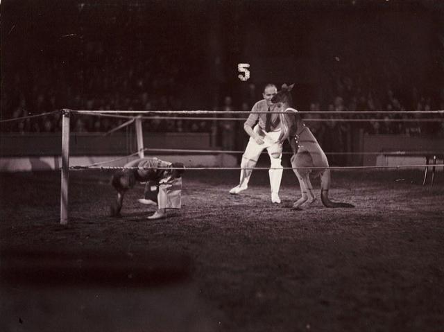 牧羊犬扑咬（袋鼠打趴拳手让女教练装死）(22)
