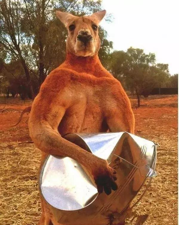 牧羊犬扑咬（袋鼠打趴拳手让女教练装死）(21)