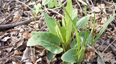 ​东北山白菜的身世之谜