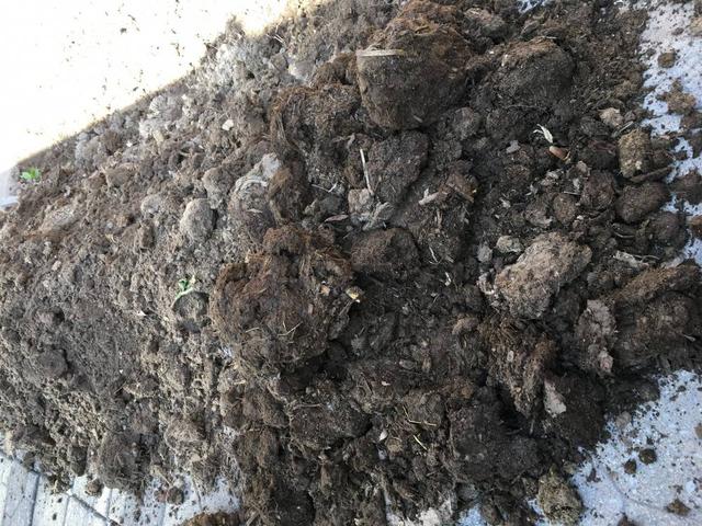 做腐叶土用什么树叶比较好（喜欢栽植的盆友福利来了这个季节正是收集树叶制造腐叶土的好时机）(7)