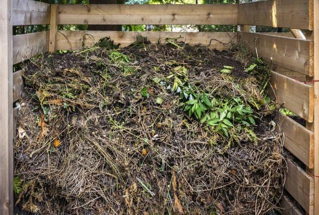 做腐叶土用什么树叶比较好（喜欢栽植的盆友福利来了这个季节正是收集树叶制造腐叶土的好时机）(4)