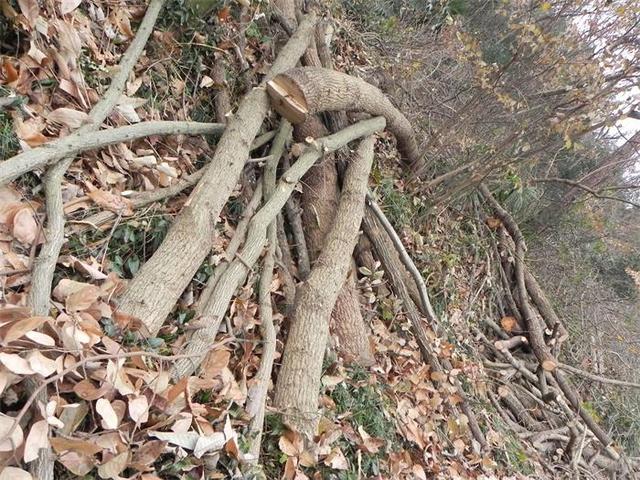 做腐叶土用什么树叶比较好（喜欢栽植的盆友福利来了这个季节正是收集树叶制造腐叶土的好时机）(3)