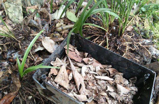 做腐叶土用什么树叶比较好（喜欢栽植的盆友福利来了这个季节正是收集树叶制造腐叶土的好时机）(5)