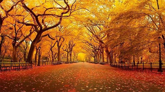 做腐叶土用什么树叶比较好（喜欢栽植的盆友福利来了这个季节正是收集树叶制造腐叶土的好时机）(2)