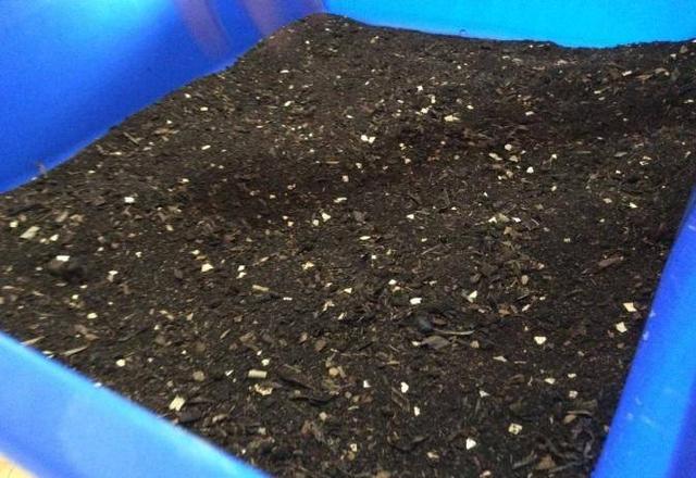 做腐叶土用什么树叶比较好（喜欢栽植的盆友福利来了这个季节正是收集树叶制造腐叶土的好时机）(6)