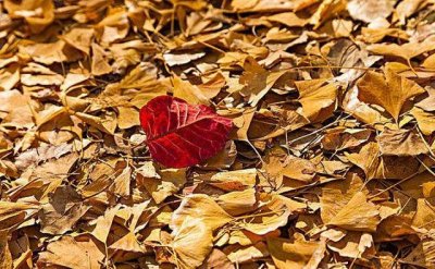 ​做腐叶土用什么树叶比较好（喜欢栽植的盆友福利来了这个季节正是收集树叶制造