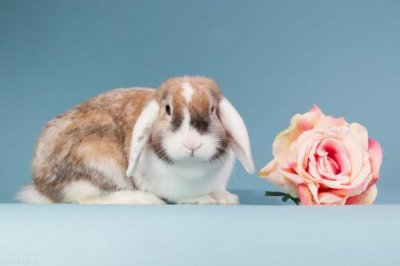 ​一瓶红酒是什么动物生肖？一瓶红酒相当于多少斤