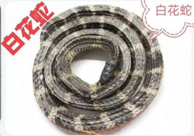 ​每日一味中药——白花蛇