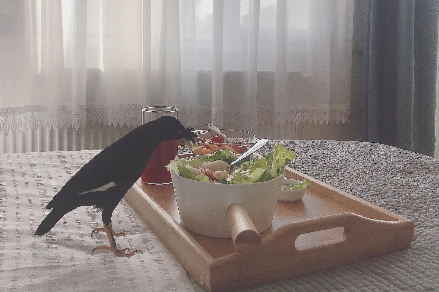 八哥吃什么食物（雏鸟八哥的喂养方法介绍）