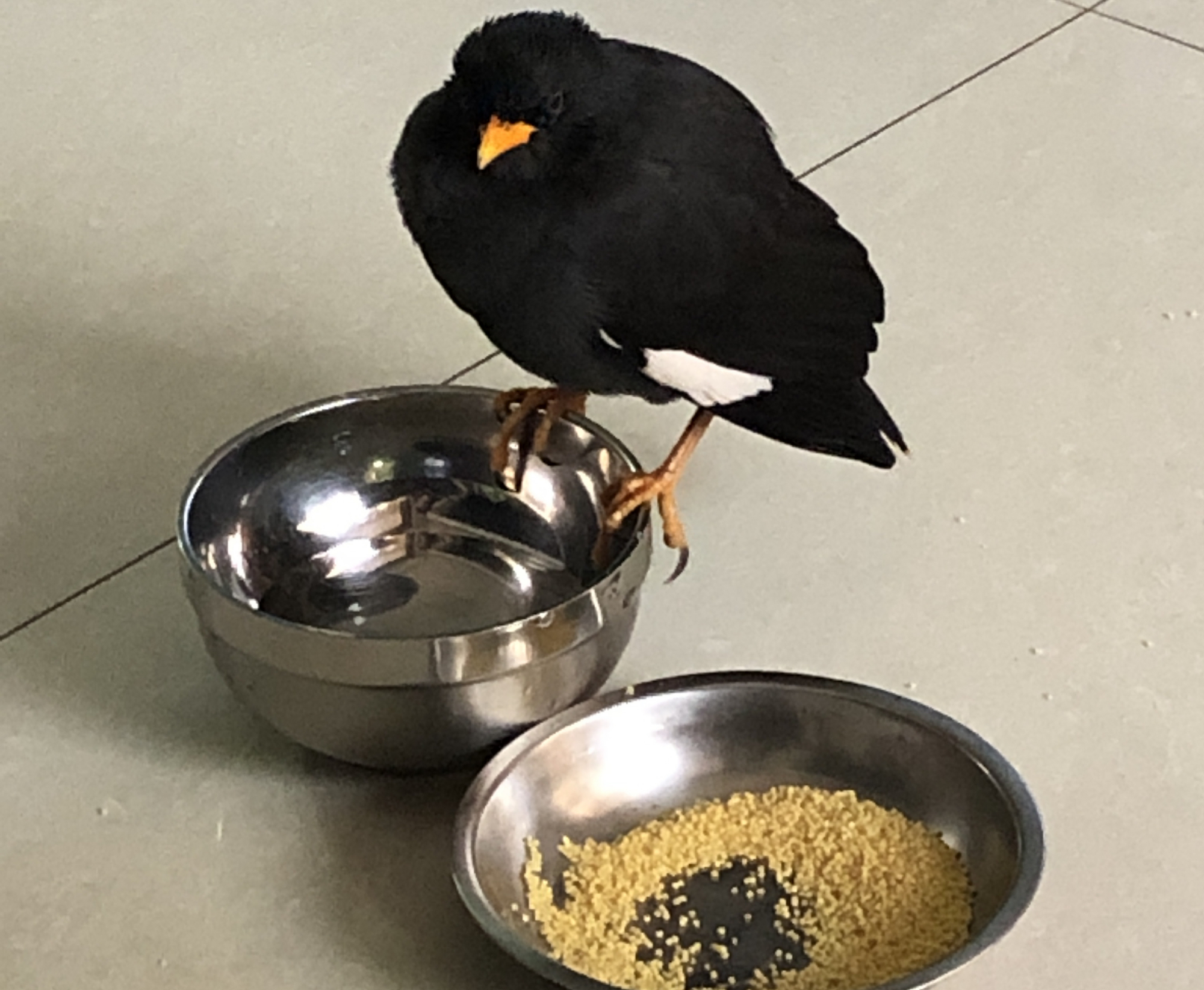 八哥吃什么食物（雏鸟八哥的喂养方法介绍）