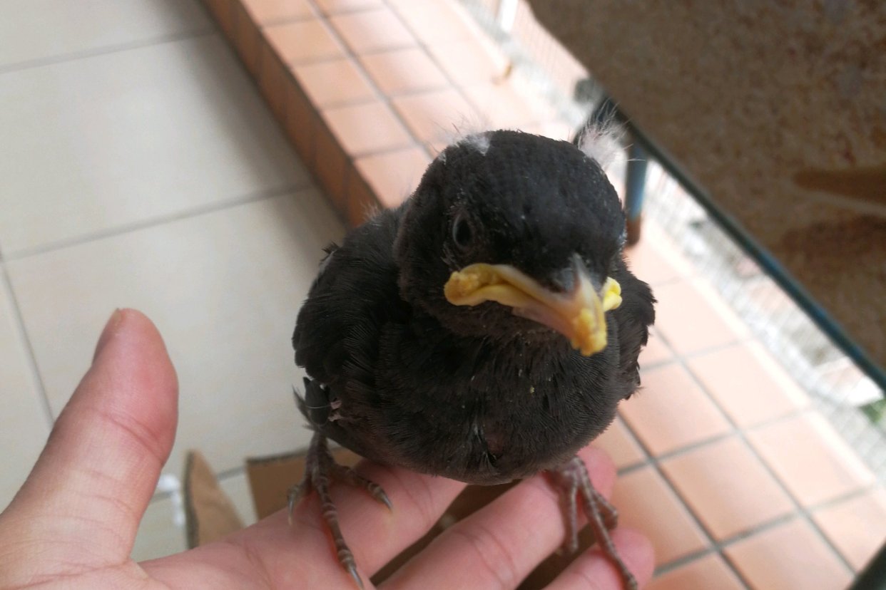 八哥吃什么食物（雏鸟八哥的喂养方法介绍）