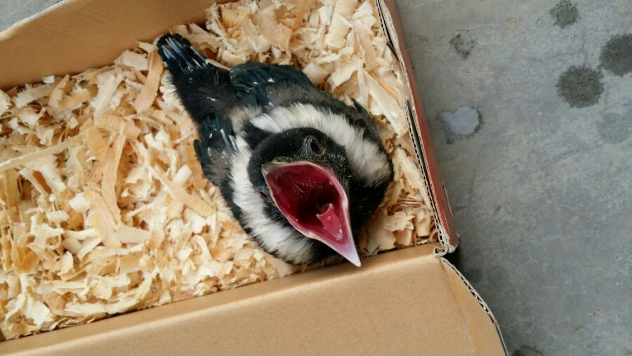 八哥吃什么食物（雏鸟八哥的喂养方法介绍）