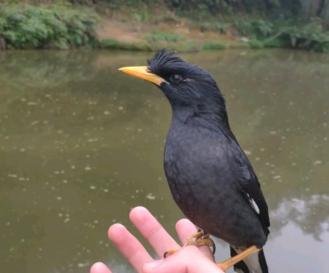 八哥吃什么食物（雏鸟八哥的喂养方法介绍）