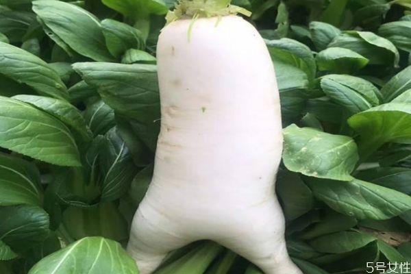 白萝卜是凉性的食物吗 白萝卜可以多吃吗 白萝卜是凉性的食物吗 白萝卜可以多吃吗