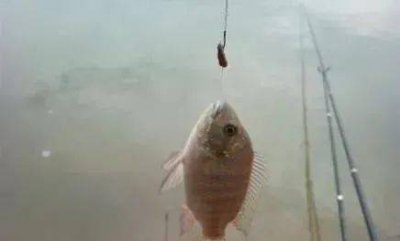 ​钓罗非鱼技巧和正确方法（技巧详解：钓罗非鱼绝招大公开）