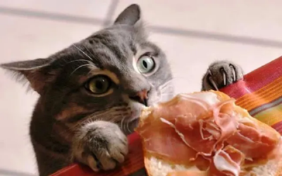 ​猫咪喜欢吃什么食物除了猫粮（猫咪都喜欢吃什么）