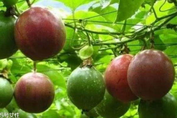 百香果加蜂蜜的功效和作用 可以美容养颜