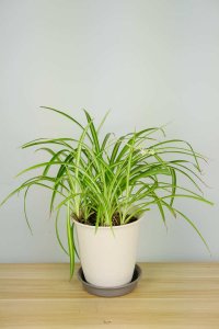 ​吊兰怎么样安全过冬