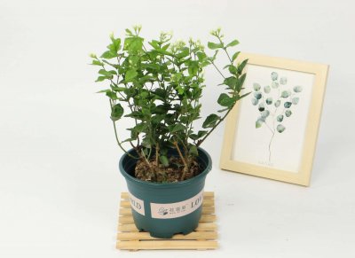 ​网购的茉莉小苗怎么养