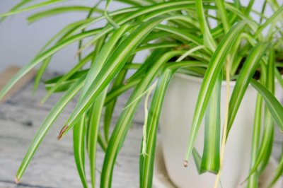 ​吊兰怎么繁殖最快