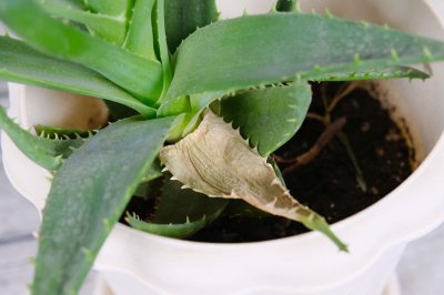 ​养护芦荟的注意事项，芦荟观赏性好吗