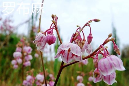绞股蓝花 绞股蓝花