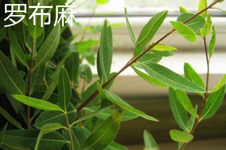 罗布麻叶子 罗布麻叶子