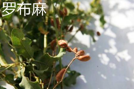罗布麻种子 罗布麻种子
