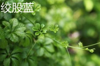 ​绞股蓝和罗布麻的区别