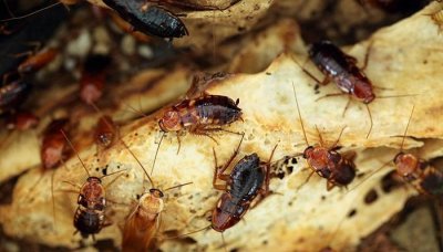 ​蟑螂爱吃什么