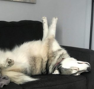 ​笑哭！18张狗狗搞笑图片证明：脑子是个好东西，可惜有的狗子没有