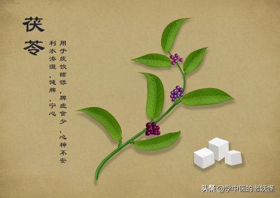 ​茯苓的功效（利水消肿药 健脾宁心）