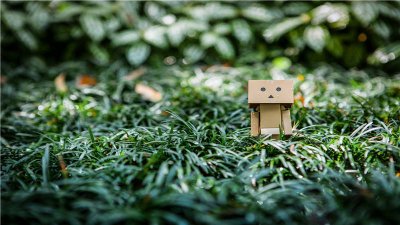 ​幸福树吸甲醛吗有用吗 幸福树吸甲醛吗有毒吗