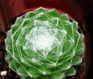 ​每日一多肉-蛛丝卷绢